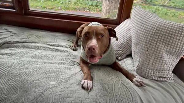 a hopeful shelter dogs new life