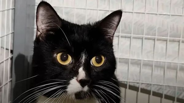 brave cats transformation after surgery