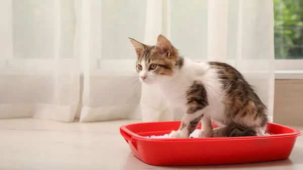 cats urethral obstruction