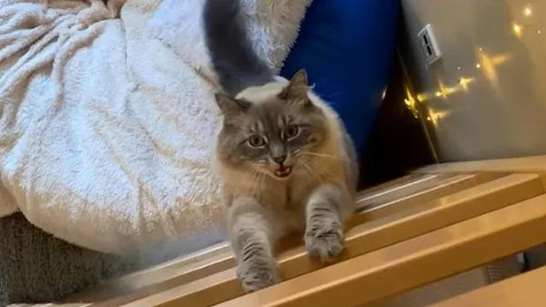 daphne is the purrfect roommate