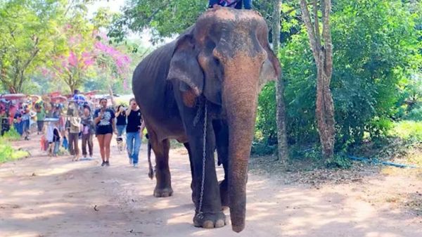 elephants joyful reaction to freedom