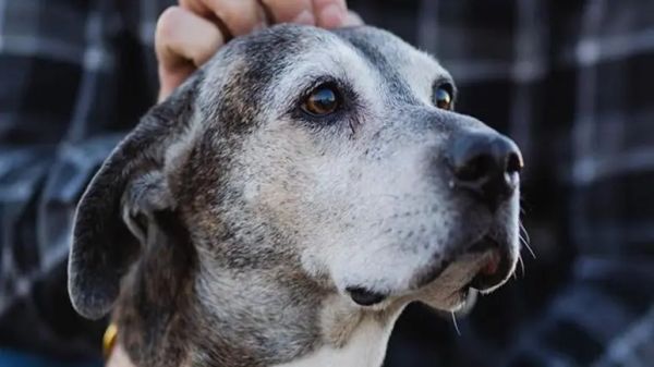 from construction site to loving home