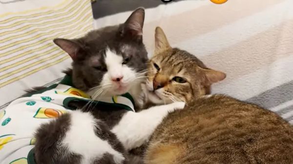 greys new friend a heartwarming encounter