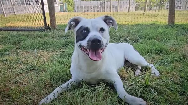 heartwarming journey of a deaf shelter dog