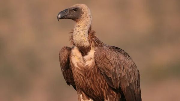 how vultures are saving lives in the wild