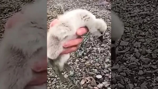 man reunites baby swan with family