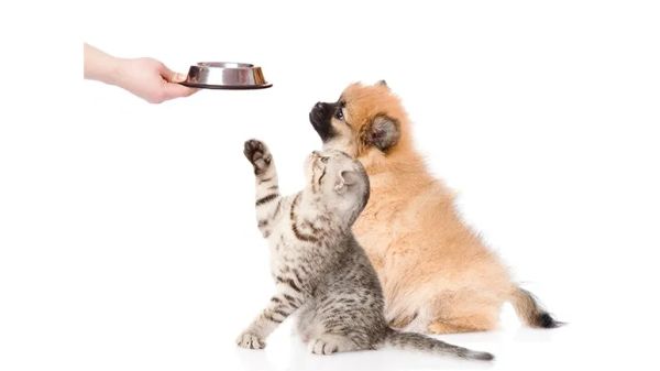 pets therapeutic fasting