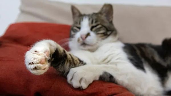 pillow foot in cats