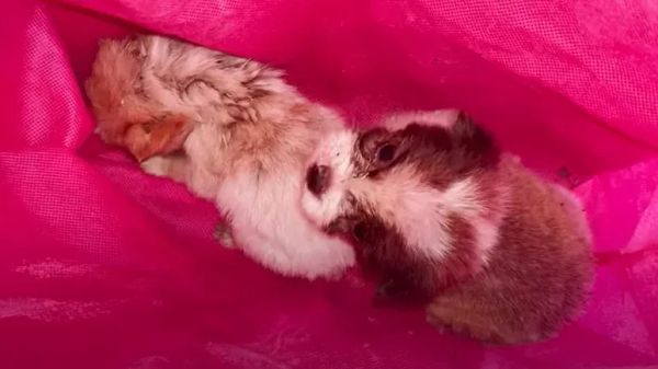 pringles led to a heroic puppy rescue