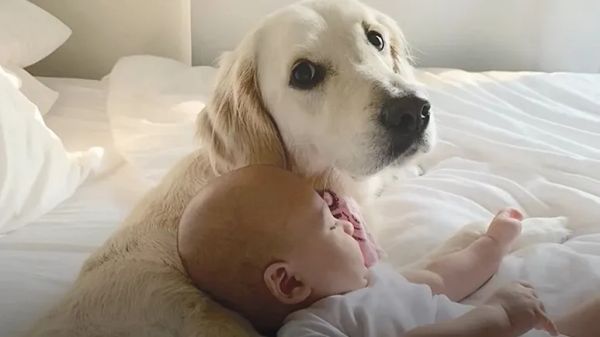 puppy love a bond from day one