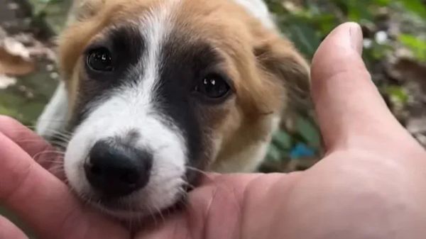 they found a stray and fell in love on their trip