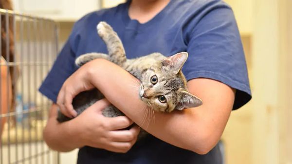 things not to do when adopting a cat