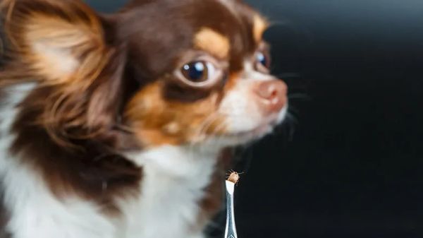 tickborne infections in dogs