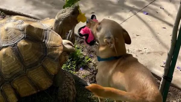 unlikely friends a love story