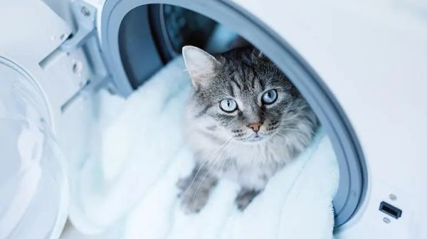 salt toxicity in cats