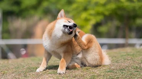 immunoglobulin a deficiency