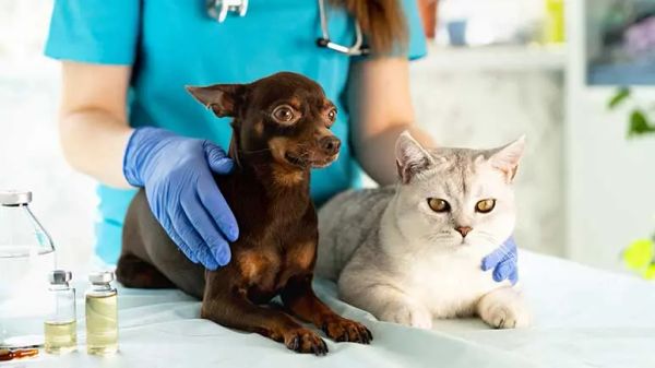 fecal microbiota transplant in pets
