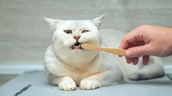 cat gum disease