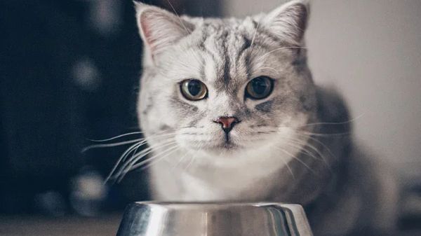 best food for cats
