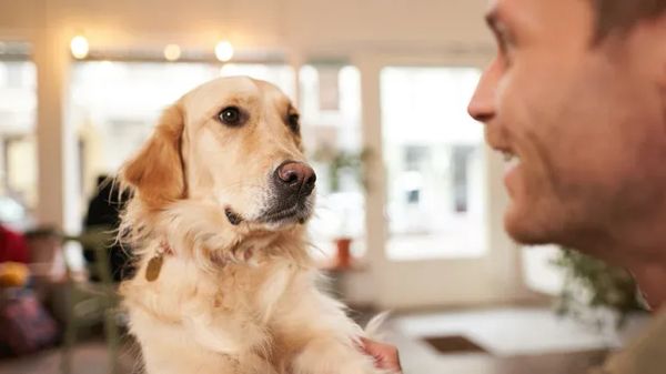 california dogs now legally welcome at restaurants