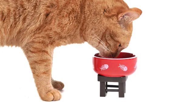 cat hyperthyroidism pbdes