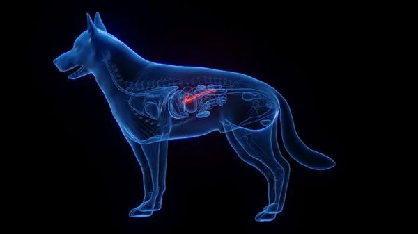 dog pancreatitis