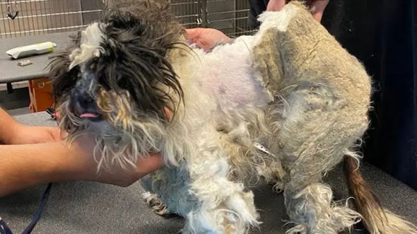 from stray to saved pandas transformation