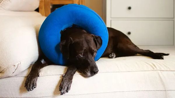 hormone sparing sterilization for dogs