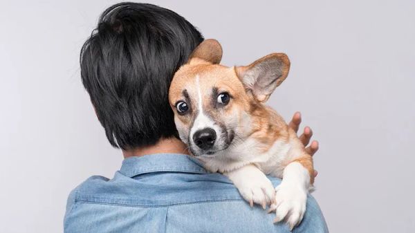 how do dogs feel about hugs