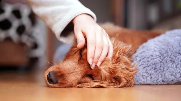 how to make your dog throw up