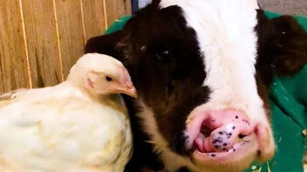 judes miraculous rescue