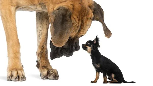 large dogs die younger