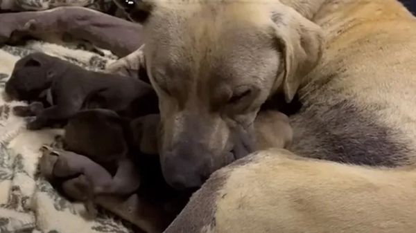 mamas joyful journey