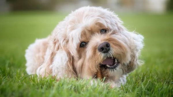 mysterious dog behaviors