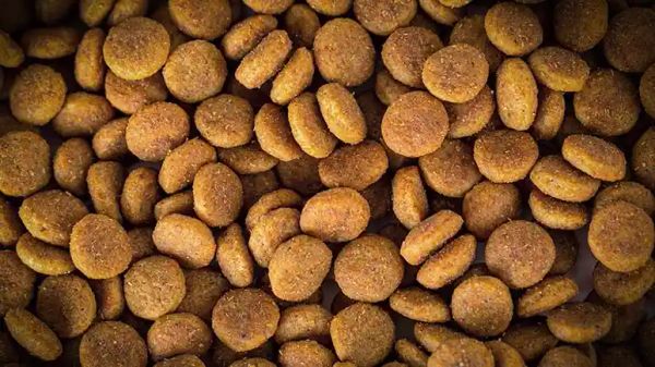 pet foods without grains