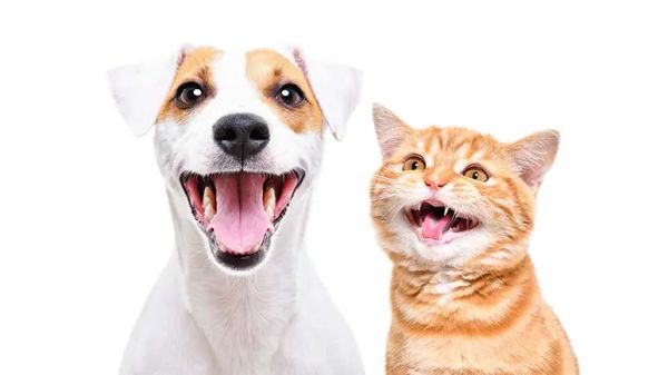 pets tooth resorption