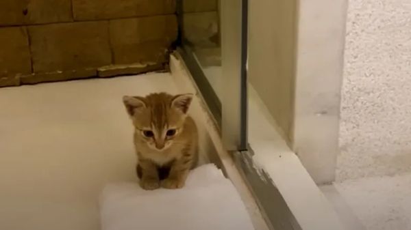 rescue turned joy a cold nights miracle