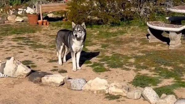 stray dog finds love and laughter