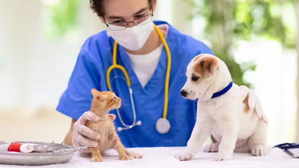 veterinary diagnostic tests
