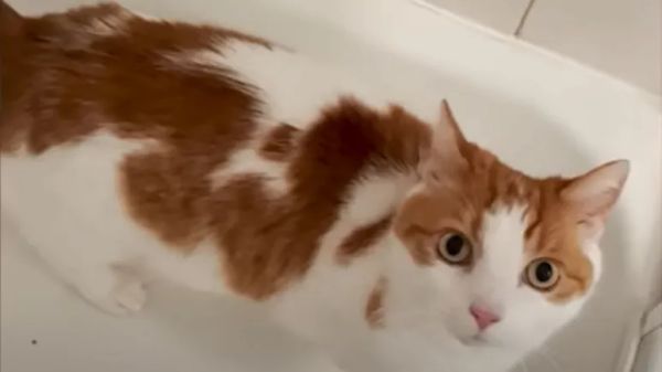 willems love for water