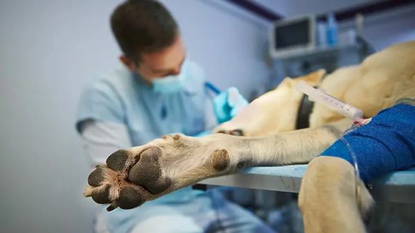 canine stress syndrome