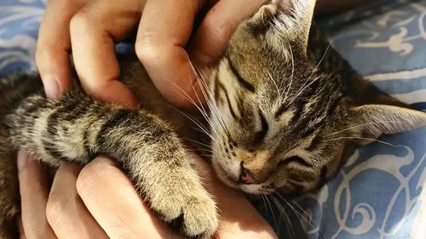 best pet for children with autism