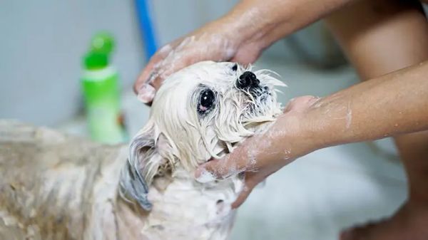 8 steps to less stress at dogs bath time