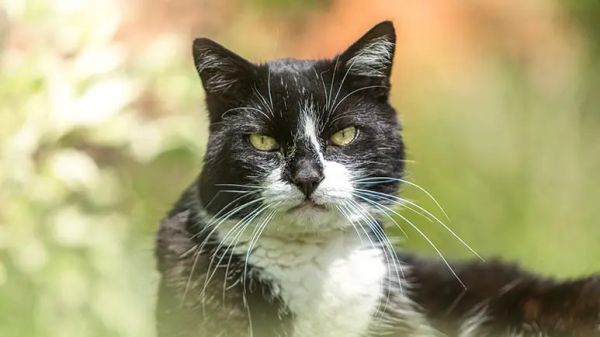 salmiak coat pattern