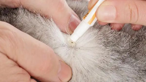 pets flea and tick prevention