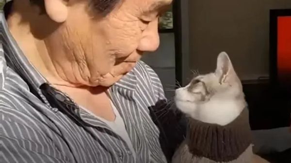 dads unexpected bond with my quirky cat