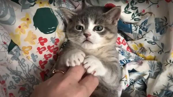 ollie the dwarf cat finds a loving home
