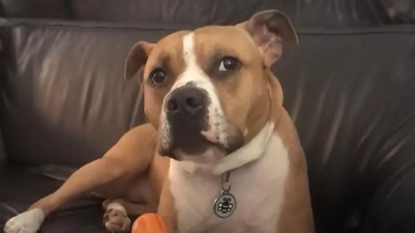 rescued puppy finds forever home