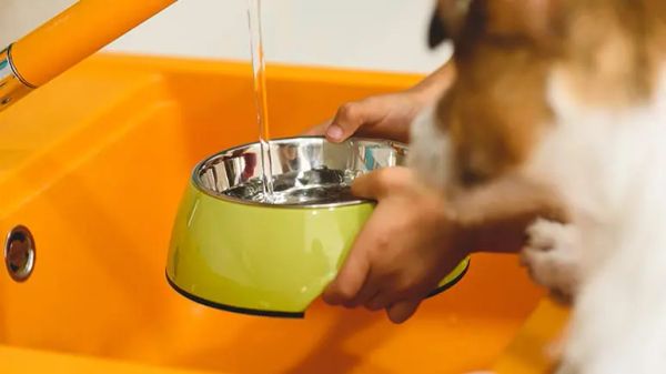 dog foods contain high fluoride levels