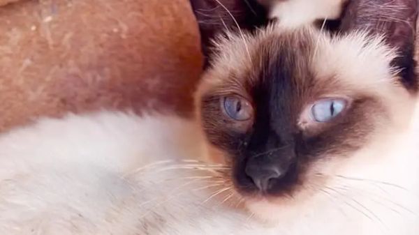 toms journey from morocco to a loving home